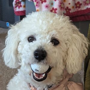 Meet your Posher, John